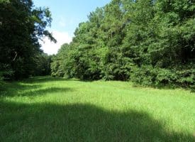 39+/- Acres of Hunting Land and Homesite for Sale in Cumberland County, NC!