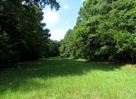 39+/- Acres of Hunting Land and Homesite for Sale in Cumberland County, NC!