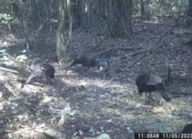 39+/- Acres of Hunting Land and Homesite for Sale in Cumberland County, NC!