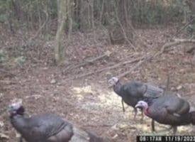 39+/- Acres of Hunting Land and Homesite for Sale in Cumberland County, NC!