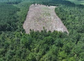 80+/- Acres of Timber and Hunting Land For Sale in Robeson County, NC!
