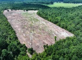 80+/- Acres of Timber and Hunting Land For Sale in Robeson County, NC!