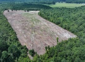80+/- Acres of Timber and Hunting Land For Sale in Robeson County, NC!