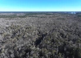 111+/- Acres of Hunting Land For Sale In Brunswick County, NC!