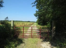 80+/- Acres of Timber and Hunting Land For Sale in Robeson County, NC!