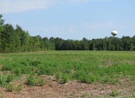 80+/- Acres of Timber and Hunting Land For Sale in Robeson County, NC!