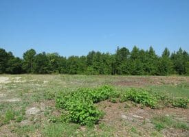 80+/- Acres of Timber and Hunting Land For Sale in Robeson County, NC!