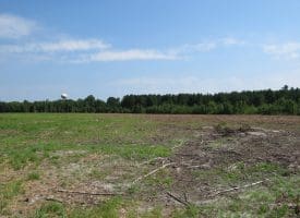 80+/- Acres of Timber and Hunting Land For Sale in Robeson County, NC!