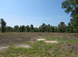 80+/- Acres of Timber and Hunting Land For Sale in Robeson County, NC!