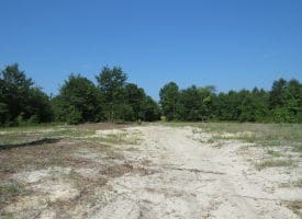 80+/- Acres of Timber and Hunting Land For Sale in Robeson County, NC!