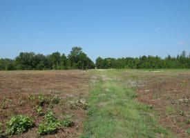 80+/- Acres of Timber and Hunting Land For Sale in Robeson County, NC!