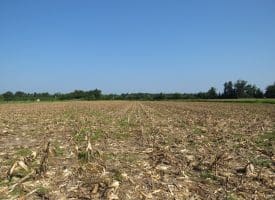 30+/- Acres of Farm and Timber Land For Sale in Scotland County, NC!
