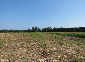 30+/- Acres of Farm and Timber Land For Sale in Scotland County, NC!