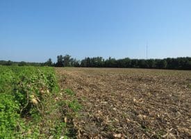 30+/- Acres of Farm and Timber Land For Sale in Scotland County, NC!