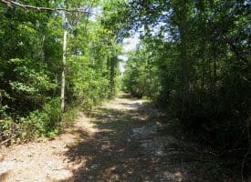30+/- Acres of Farm and Timber Land for Sale in Robeson County, NC!