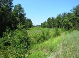 30+/- Acres of Farm and Timber Land for Sale in Robeson County, NC!