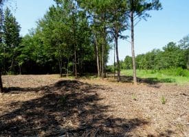 30+/- Acres of Farm and Timber Land for Sale in Robeson County, NC!