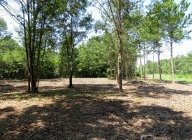 30+/- Acres of Farm and Timber Land for Sale in Robeson County, NC!