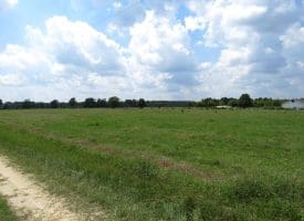 12+/- Acres of Farm Land For Sale In Robeson County, NC!
