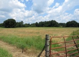 12+/- Acres of Farm Land For Sale In Robeson County, NC!