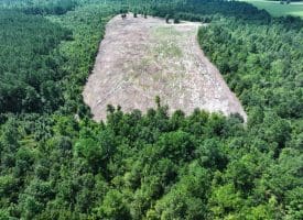 65.5+/- Acres of Timber and Hunting Land For Sale in Robeson County, NC!