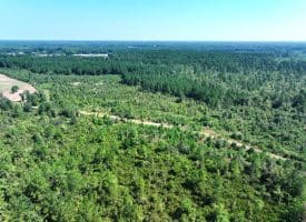 65.5+/- Acres of Timber and Hunting Land For Sale in Robeson County, NC!
