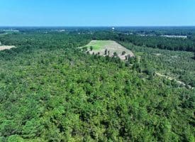 65.5+/- Acres of Timber and Hunting Land For Sale in Robeson County, NC!