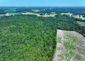 65.5+/- Acres of Timber and Hunting Land For Sale in Robeson County, NC!