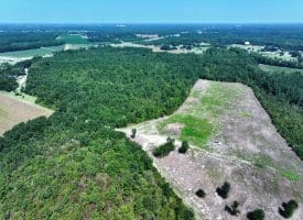 65.5+/- Acres of Timber and Hunting Land For Sale in Robeson County, NC!