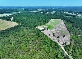 65.5+/- Acres of Timber and Hunting Land For Sale in Robeson County, NC!