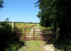 65.5+/- Acres of Timber and Hunting Land For Sale in Robeson County, NC!