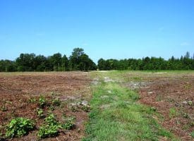 65.5+/- Acres of Timber and Hunting Land For Sale in Robeson County, NC!