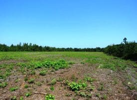 65.5+/- Acres of Timber and Hunting Land For Sale in Robeson County, NC!