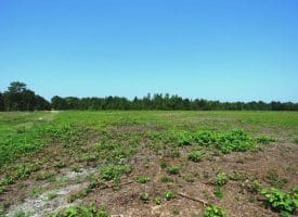 65.5+/- Acres of Timber and Hunting Land For Sale in Robeson County, NC!