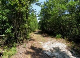 65.5+/- Acres of Timber and Hunting Land For Sale in Robeson County, NC!