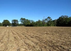 20+/- Acres of Residential and Farm Land for Sale in Columbus County, NC!