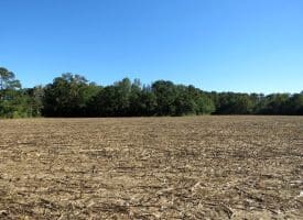 20+/- Acres of Residential and Farm Land for Sale in Columbus County, NC!