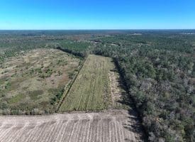 136+/- Acres of Farm and Hunting Land For Sale in Bladen County, NC!