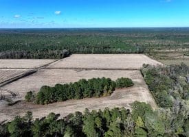136+/- Acres of Farm and Hunting Land For Sale in Bladen County, NC!