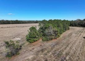 136+/- Acres of Farm and Hunting Land For Sale in Bladen County, NC!
