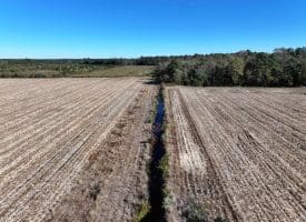 136+/- Acres of Farm and Hunting Land For Sale in Bladen County, NC!