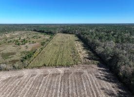 136+/- Acres of Farm and Hunting Land For Sale in Bladen County, NC!