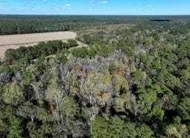 136+/- Acres of Farm and Hunting Land For Sale in Bladen County, NC!