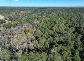 136+/- Acres of Farm and Hunting Land For Sale in Bladen County, NC!
