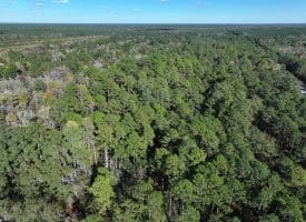 136+/- Acres of Farm and Hunting Land For Sale in Bladen County, NC!