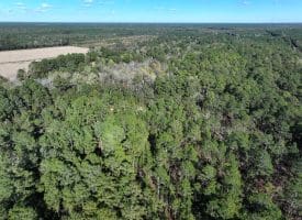 136+/- Acres of Farm and Hunting Land For Sale in Bladen County, NC!