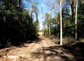 136+/- Acres of Farm and Hunting Land For Sale in Bladen County, NC!