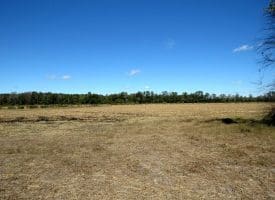 136+/- Acres of Farm and Hunting Land For Sale in Bladen County, NC!