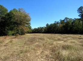 136+/- Acres of Farm and Hunting Land For Sale in Bladen County, NC!