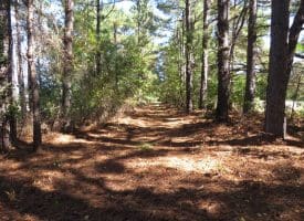 136+/- Acres of Farm and Hunting Land For Sale in Bladen County, NC!